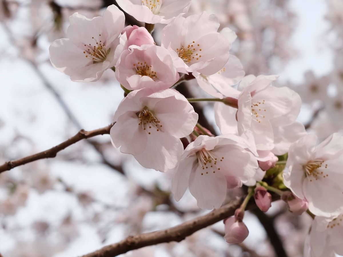 Viên uống cân bằng nội tiết tố từ những loài hoa – Thanh xuân được gìn giữ bằng sự tinh khiết tự nhiên